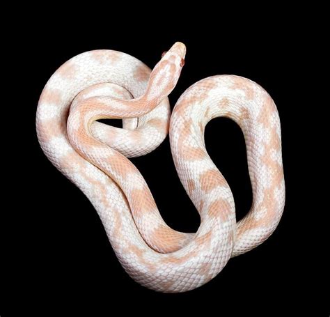 Albino Corn Snake by Pascal Goetgheluck/science Photo Library | Corn ...