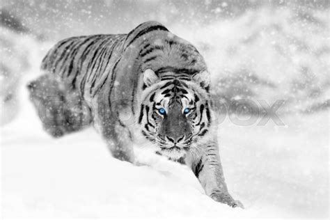 Close beautiful wild siberian tiger on snow | Stock image | Colourbox