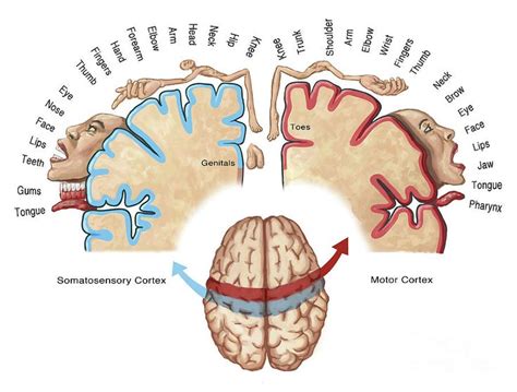 Image result for homunculus | Homunculo, Corteza motora, Neurología