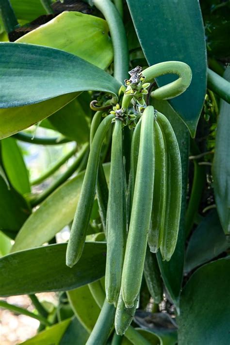 Vanilla planifolia (Commercial Vanilla, Flat Leaved Vanilla): Go Orchids