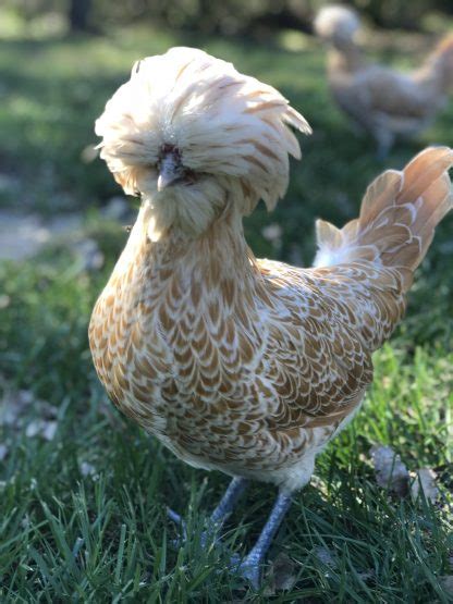 Buff Laced Polish Chicken - Chicks for Sale | Cackle Hatchery®