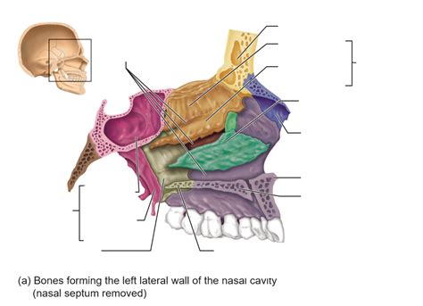 Ch 7 - bones forming left lateral wall of nasal cavity Diagram | Quizlet