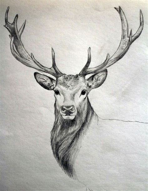 40 Free & Easy Animal Sketch Drawing Information & Ideas - Brighter Craft