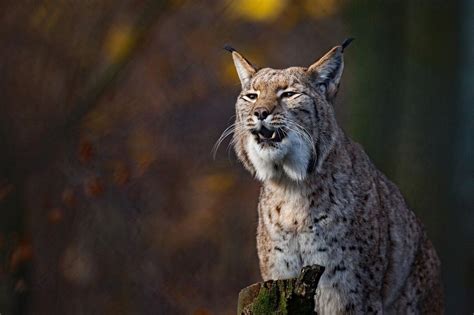 Wild cat, animal, lynx wallpaper Animal Wallpaper, Desktop Wallpaper, Wallpaper Backgrounds ...