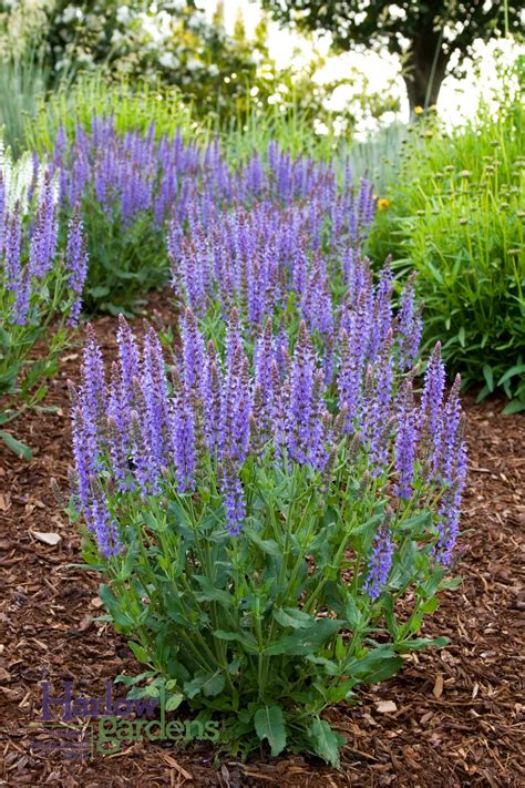 Salvia Blue - Harlow Gardens