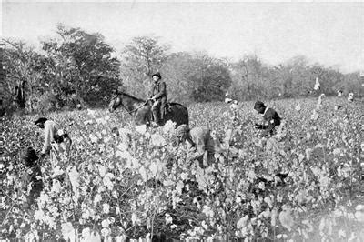 Photo. 1890s. Mississippi. Picking Cotton - Slave Owner & Slaves | eBay