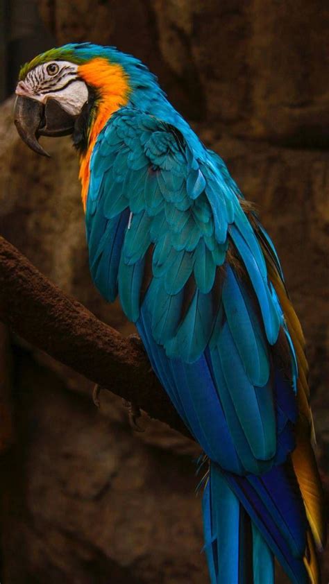 4K Parrot Wallpapers - Top Free 4K Parrot Backgrounds - WallpaperAccess