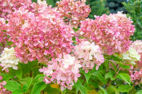 Panicle Hydrangea, Shrub - Merrifield Garden Center