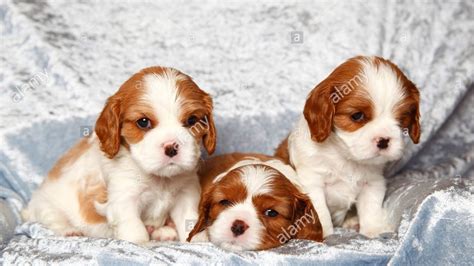 So Cute - Cavalier King Charles Spaniel Puppies - Funny Dogs ...