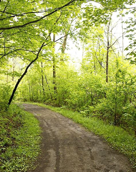 Forest pathway | Nature trail, Country roads, Landscape