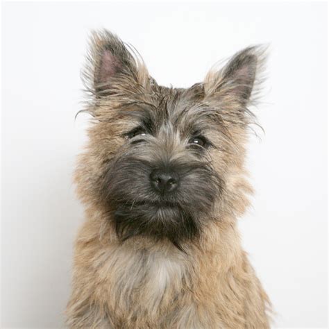 File:Cairn Terrier portrait.jpg - Wikimedia Commons