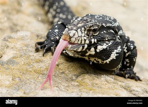 Large lizard sticking his tongue out Stock Photo - Alamy