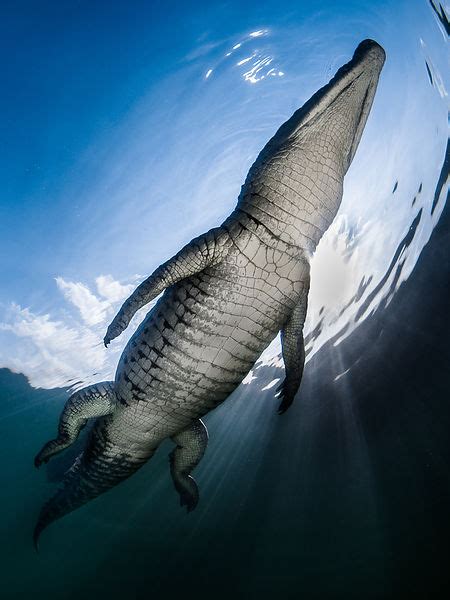 Greg Lecoeur Underwater and Wildlife Photography | Reptiles