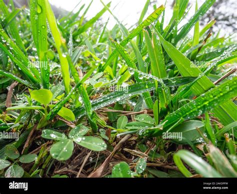 Green grass with dew drops Stock Photo - Alamy