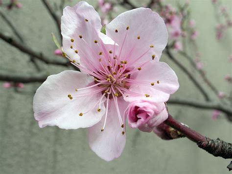 Wwe Wrestlers Profile: Delaware State Flower Peach Blossom Gallery