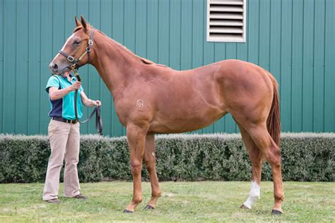 KIAMA LIGHTHOUSE horse profile, breeding, statistics, form guide and ...