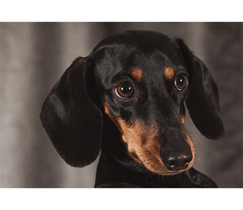 Black & Brown Dachshund Wiener Dog Animal Poster Dog Photo - Etsy