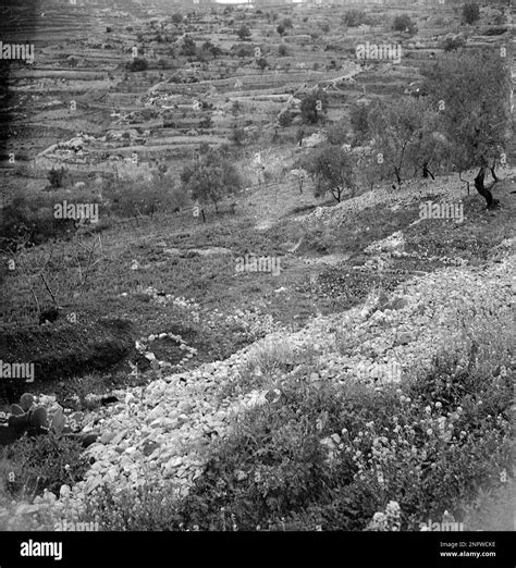 This is a mass grave used to bury 104 victims of the Deir Yassin ...