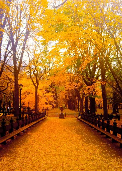 Central Park, New York during fall - beautiful. Go to www.YourTravelVideos.com or just click on ...