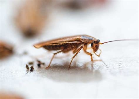 Roach Poop Guide: Pictures, Identify, Compared, 6 Things to Know » The Buginator