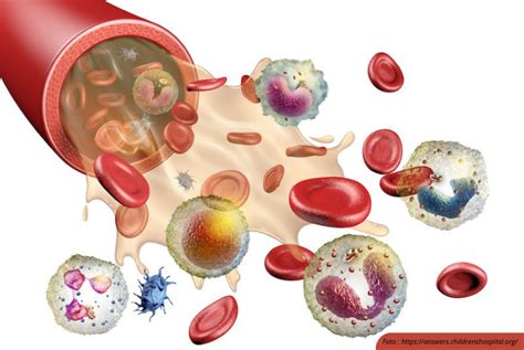 Apa Saja Komponen Sel Darah Itu? Sel Darah Merah, Sel Darah Putih, Trombosit, dan Plasma