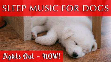 Deep Sleep Relaxing Music for Dogs | With Rain Sounds - YouTube