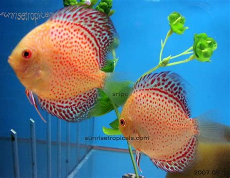 Animal Planet Blogs: Discus Fish Secrets Colors and Varieties