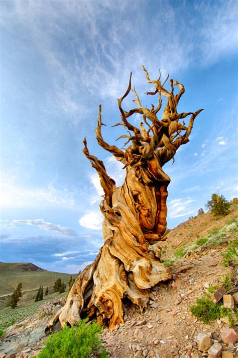 Why Old Tjikko May Not Quite Be The World's Oldest Tree