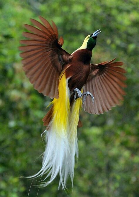 Pin by JEAN CÔTÉ on BIRD | Greater bird of paradise, Beautiful birds, Birds