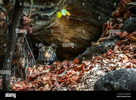 Young Bengal tiger in natural habitat. The Bengal (Indian) tiger ...