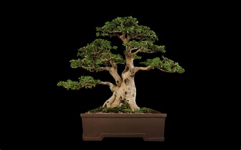 Japanese Bonsai Wallpapers - Top Free Japanese Bonsai Backgrounds - WallpaperAccess