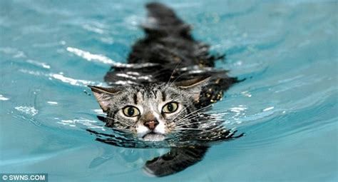 CAT FRIDAY: Cats swimming edition | Bloglander