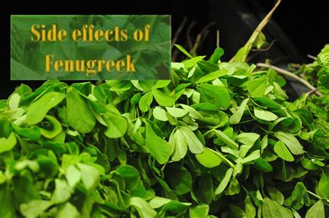 Side effects of Fenugreek - HealthyLife | WeRIndia