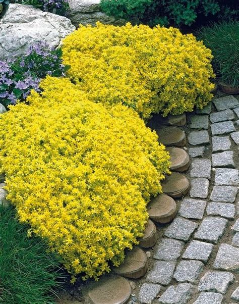 http://balconygardenweb.com/wp-content/uploads/2016/05/Sedum.jpg ...