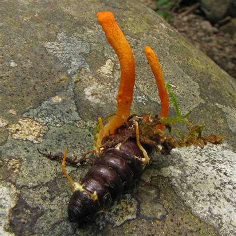 Cordyceps militaris