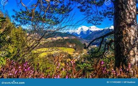 Spring Landscape with Blooming Flowers in the Bavarian Alps Stock Photo ...