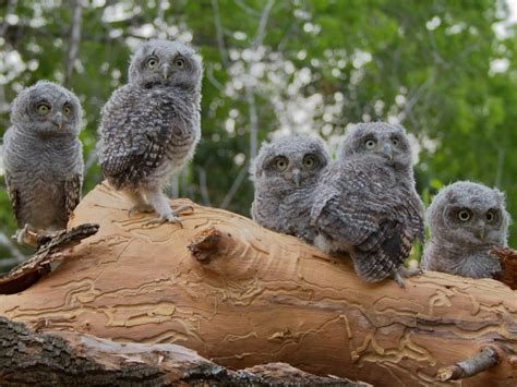 Baby Owls | Baby owls 1600x1200 Wallpapers,Owl 1600x1200 Wallpapers & Pictures ... | OWLS (3 ...