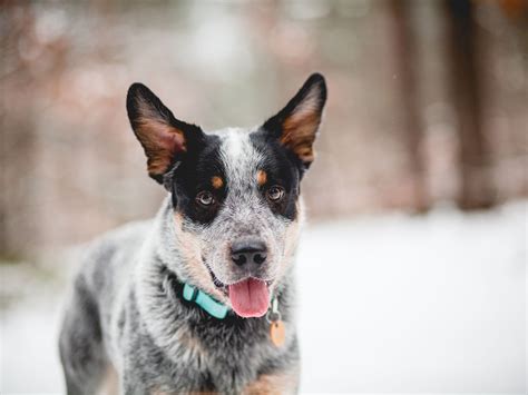 How long does a blue heeler dog live