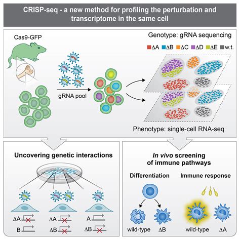 Researchers combine CRISPR gene editing and single cell genomic profiling | RNA-Seq Blog