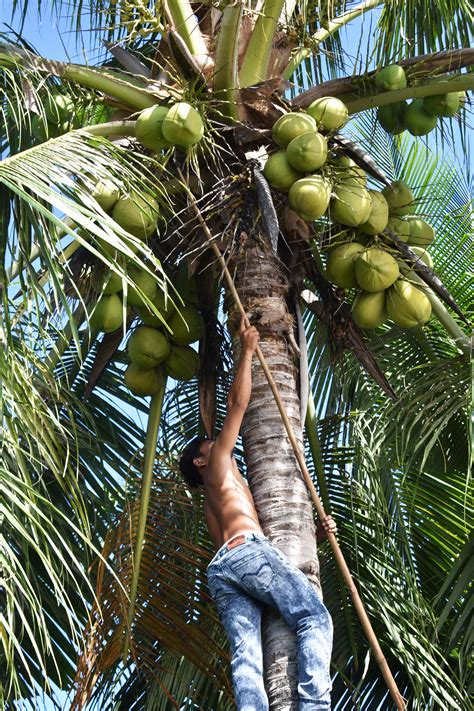 Philippines | Coconut tree, Coconut, Tree photography