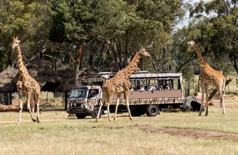 Sleeping with giraffes - Zoofari Lodge, Dubbo Zoo | Let's go MumLet's go Mum