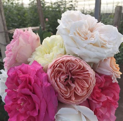 Wholesale Flowers Near Me | Bulk Flowers | Garden rose bouquet, Wholesale flowers, Bulk flowers ...