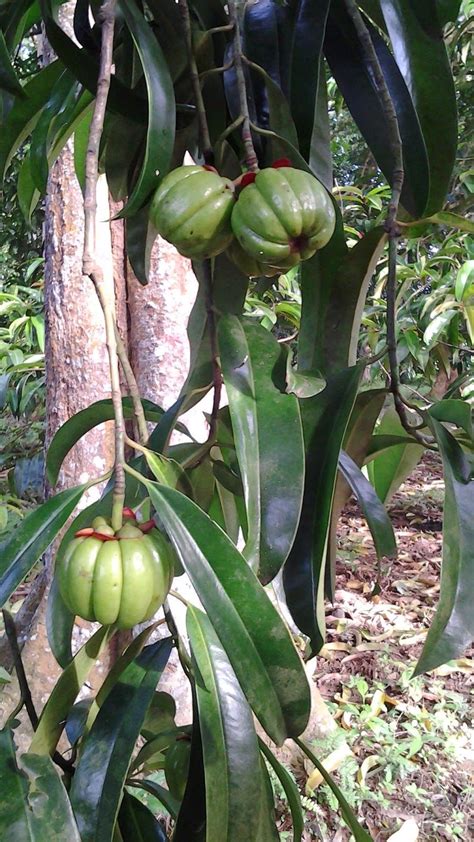 Asam Gelugur is a tropical fruit tree native to Peninsular Malaysia. The fruit is only used as a ...