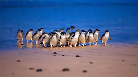 Penguin Parade, Phillip Island - Mum's Little Explorers