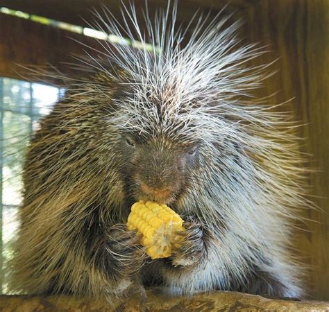 Porcupine Diet