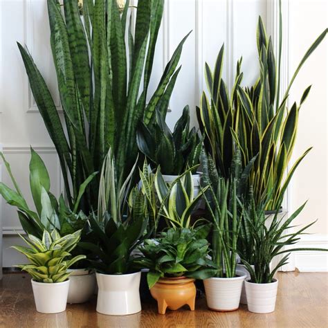 snakeplants_1 | House plants, Plant decor, Indoor plants