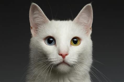 Heterochromia Eyes Cat