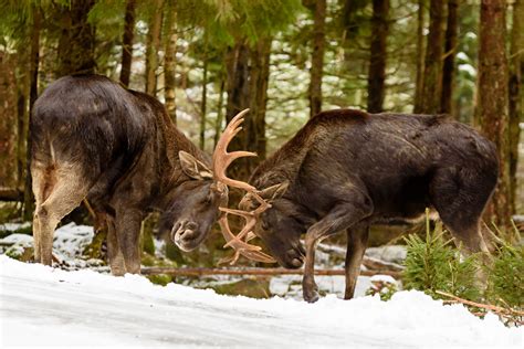 Moose Clash In Man's Driveway, Jump Into Bed Of Truck: Video - Newsweek