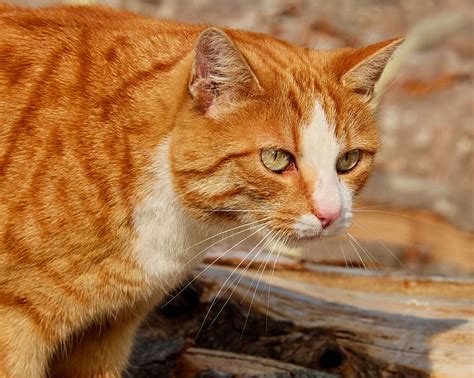 Royalty-Free photo: Orange and white tabby cat | PickPik