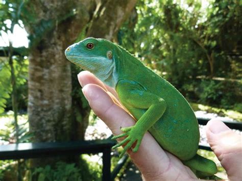 Seeking Out The Fiji Crested Iguana - Reptiles Magazine